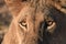 Closeup of Lioness and her eyes eager to find Prey