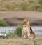 Closeup of a Lioness scratching
