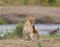 Closeup of a Lioness scratching