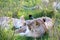 A closeup of a lioness trying to rest in the grass