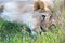 A closeup of a lioness trying to rest in the grass