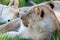 A closeup of a lioness trying to rest in the grass