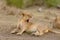 Closeup of a Lioness yawning