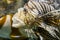 Closeup of a lionfish head with open mouth, tropical venomous aquarium pet