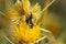 Closeup on a Lithurgus chrysurus female solitary bee, collecting pollen with the haired belly on Centaurea solstitialis