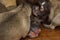 Closeup of a litter of cute and adorable new puppies lying on the parquet flooring of a bedroom. Sleeping soundly.