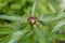 A closeup of little ants walking on a peony bud