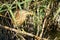 Closeup of a little bittern surrounded by leaves in the nature of Barcelona, Spain during daylight