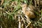 Closeup of a little bittern surrounded by leaves in the nature of Barcelona, Spain during daylight