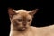 Closeup Little Burmese kitten with Back, beige fur, Isolated black