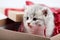 Closeup of little cute fluffy grey kitten sitting in decorated cardboard borthday box as present for special occasion