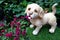 Closeup little cute puppy dog ceramics with bright brown eyes standing on grass and look up