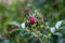 Closeup of a little deep-pink clove flower surrounded by green buds and leaves