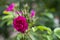 Closeup of a little deep-pink clove flower surrounded by green buds and leaves