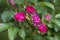 Closeup of a little deep-pink clove flowers surrounded by green buds and leaves