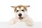 Closeup of little dog, cute beautiful Malamute puppy looking at camera isolated over white background. Pet looks healthy