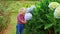 Closeup Little Girl Stands by Blue Hydrangea Flowers in Park