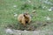 Closeup little Marmot in front of habitat in grassland