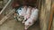 Closeup little pink and spotted piglets resting together with brown hairy sow