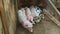 Closeup little pink and spotted piglets sleeping together with brown hairy sow