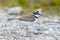 Closeup of a Little ringed plover, Charadrius dubius, foraging