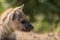 Closeup of a little Spotted Hyena cub`s face from the side