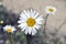 Closeup of a little white daisy, perfectly round flower.