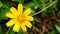 Closeup little yellow star flower