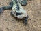 Closeup of a lizard dragon on sand