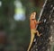 Closeup Lizard walking the bark on blur background