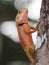 Closeup Lizard walking the bark on blur background