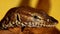 Closeup of a lizard on the wood looking attentively at something