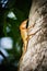 Closeup of a lizards kind of reptiles. Sitting on a palm. Eatin