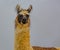Closeup of llama looking at camera