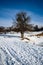 Closeup of a lone deciduous tree with the snowy ground, clear sky background