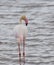 Closeup of a lone flamingo
