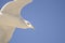 A closeup of a lone seagull flying above the ocean shoreline