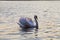 closeup lone white Swan, beautiful waterfowl swans
