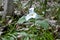 Closeup of lone white trillium flower blooming during Spring