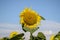 Closeup lone yellow sunflower against blue sky. Agricultural backdrop of Helianthus annuus planting in countryside of