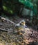 Closeup of a lonely cute chick posing in the natural background