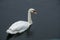 Closeup of a lonely mute swan swimming in the pond
