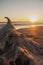 Closeup of a lonely piece of driftwood on the sandy shore at sunset