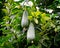 Closeup of long green pumpkin hanging from a vine on a tree