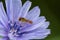 Closeup of a long hoverfly perched on a flower against the blurred background