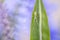 Closeup of a Long-jawed orb-weavers spider genus Tetragnatha, or stretch spider