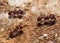 Closeup of Long-Legged Ants