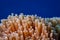 Closeup of long, sea anemone, Anthozoa, Cnidaria tentacles