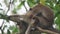 Closeup of Long Tail Macaques grooming in tree Macaca fasicularis Bukit Lawang Sumatra