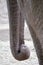 Closeup of the long trunk of an asian elephant